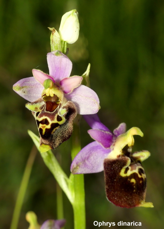 Il lago di Campotosto, orchidee, maltempo eschiarite! maggio/giugno 2023.